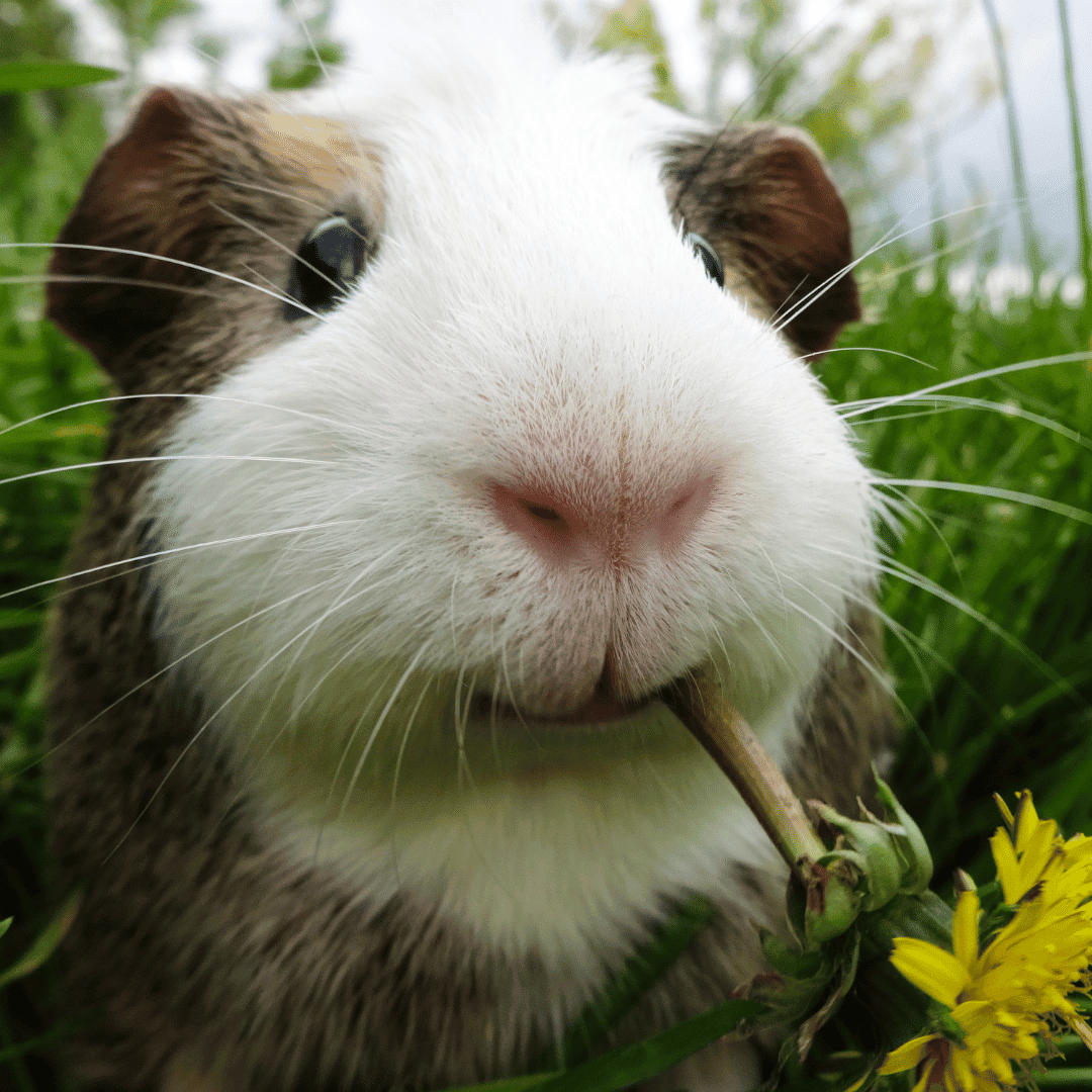 How Much Does It Cost To Own A Guinea Pig