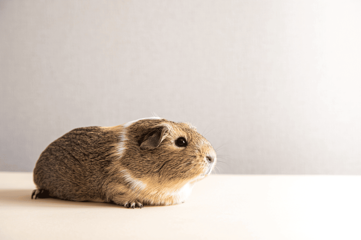 How Long Do Guinea Pigs Live?