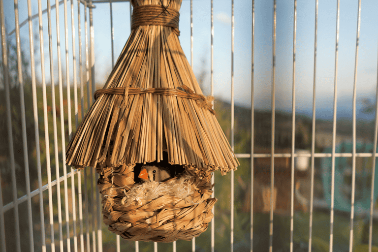 How Often Do Finches Lay Eggs?