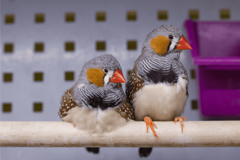 How often do finches feed their babies?