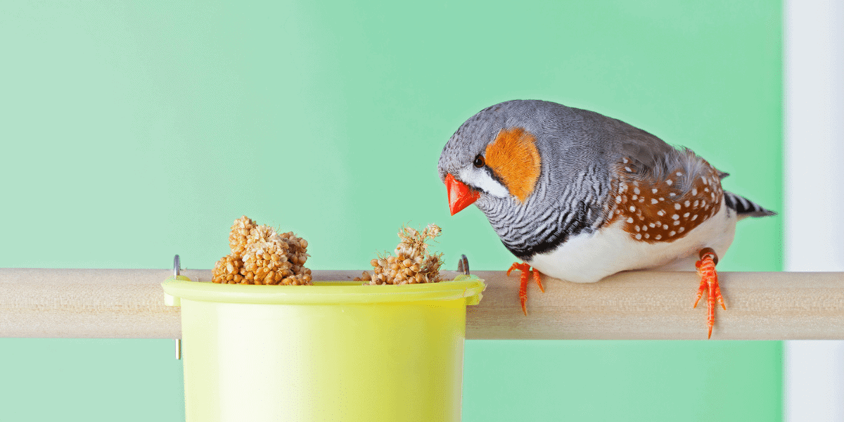 What Seeds Do Finches Like the Best?