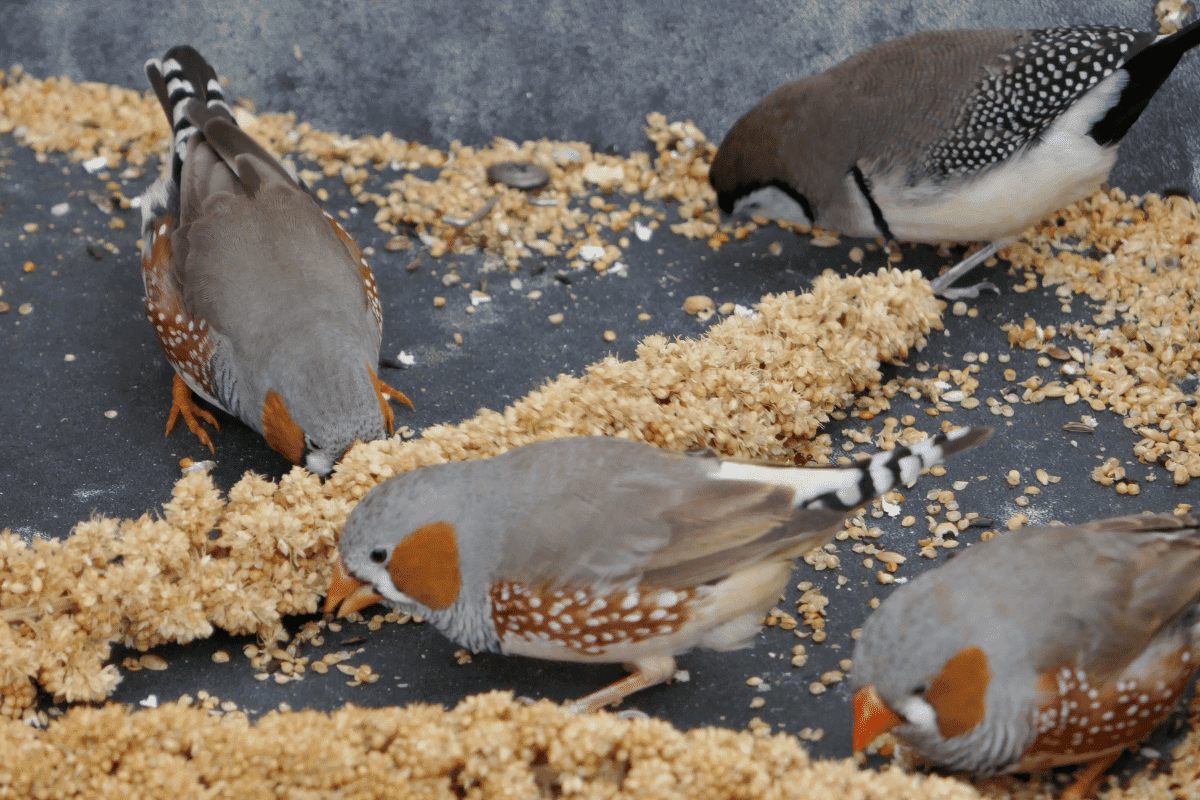 how-often-should-pet-finches-eat-childhoodpets