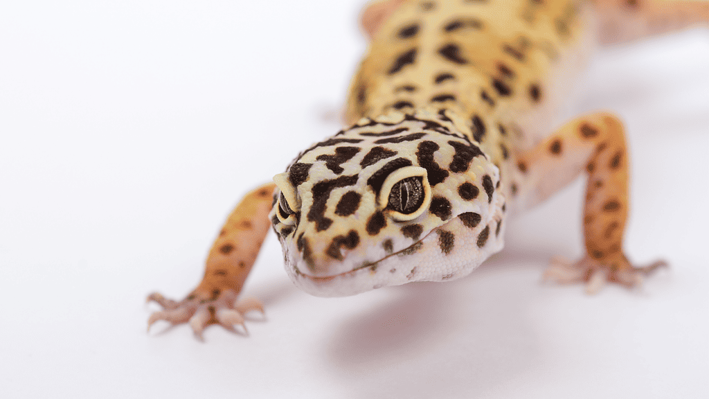 Are Leopard Geckos better in pairs?