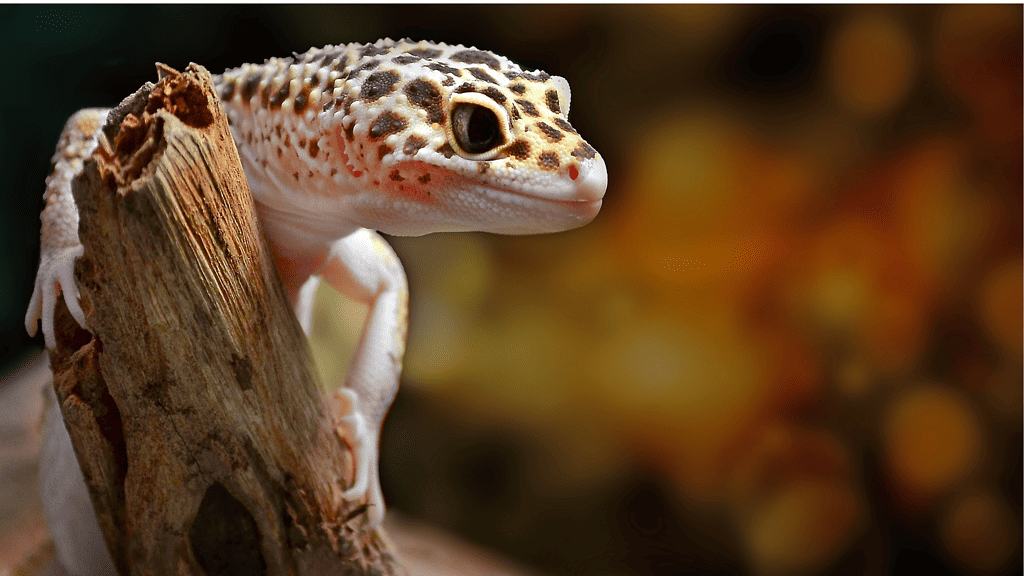 Are leopard geckos bites dangerous?