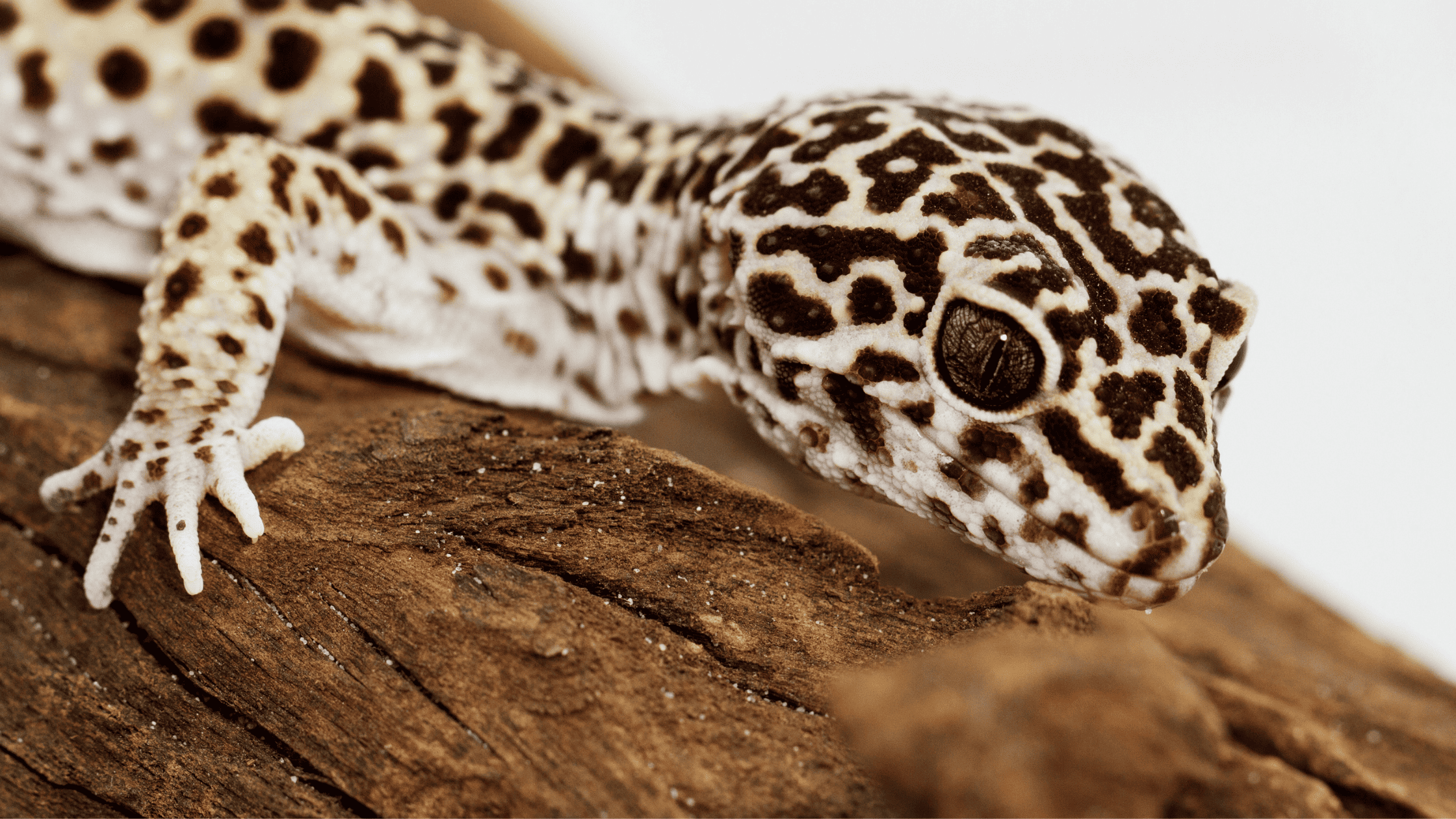 Are leopard geckos good pets for beginners?