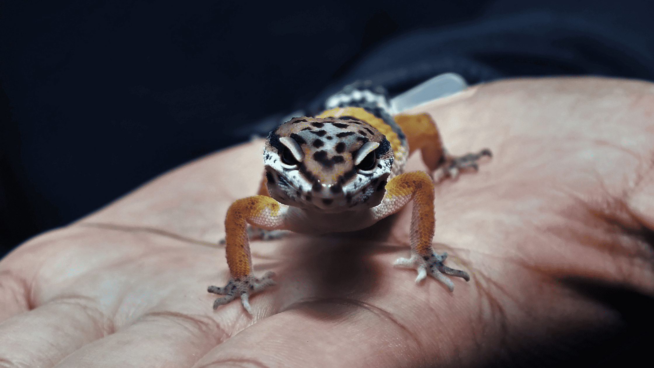 Are leopard geckos good pets for beginners?