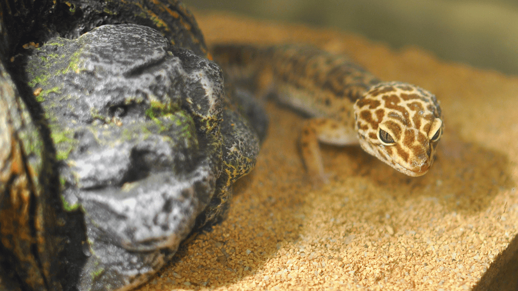 Are leopard geckos color blind?