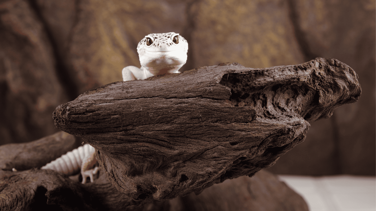 Are leopard geckos low maintenance?