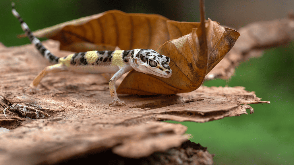 Are leopard geckos exotic pets?
