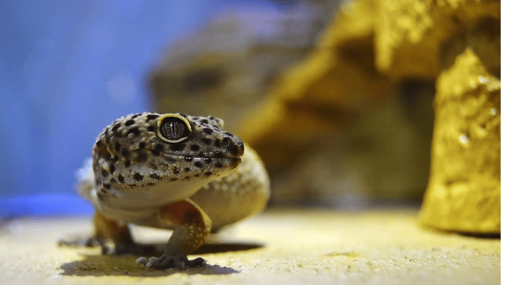 Are leopard geckos expensive to keep?