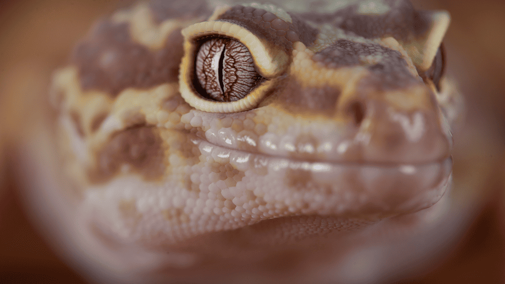 Are leopard geckos fun to play with?