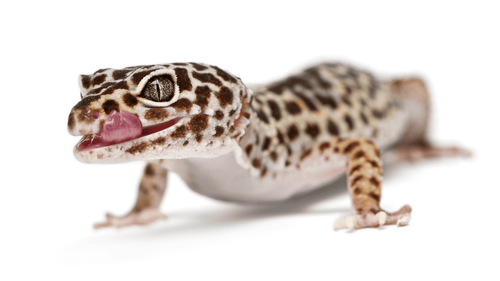 Are leopard geckos good pets for children?