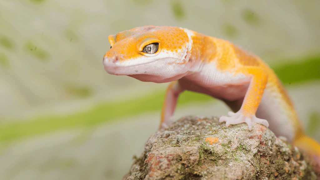 Do Leopard Geckos Bite Hurt?
