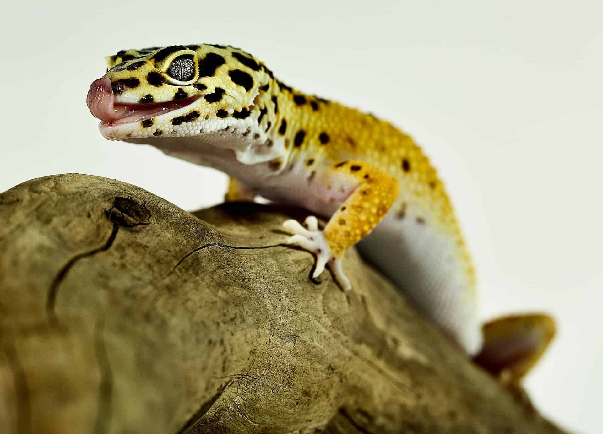 What is the best leopard gecko habitat setup?