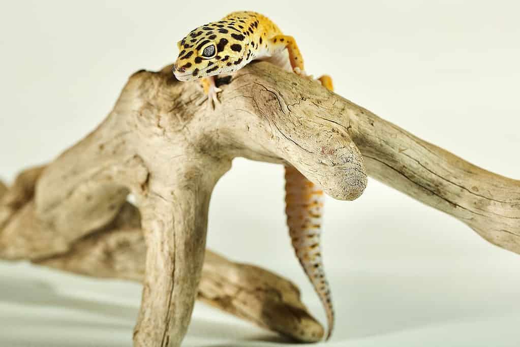 What is the best leopard gecko habitat setup?