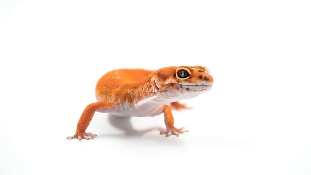 What Geckos Make The Best Pet?