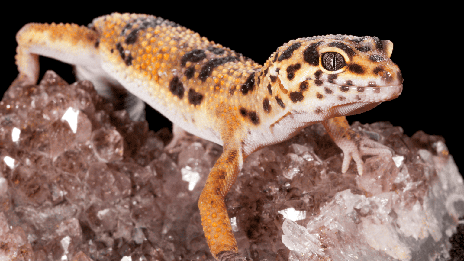 What Can Leopard Geckos Climb?