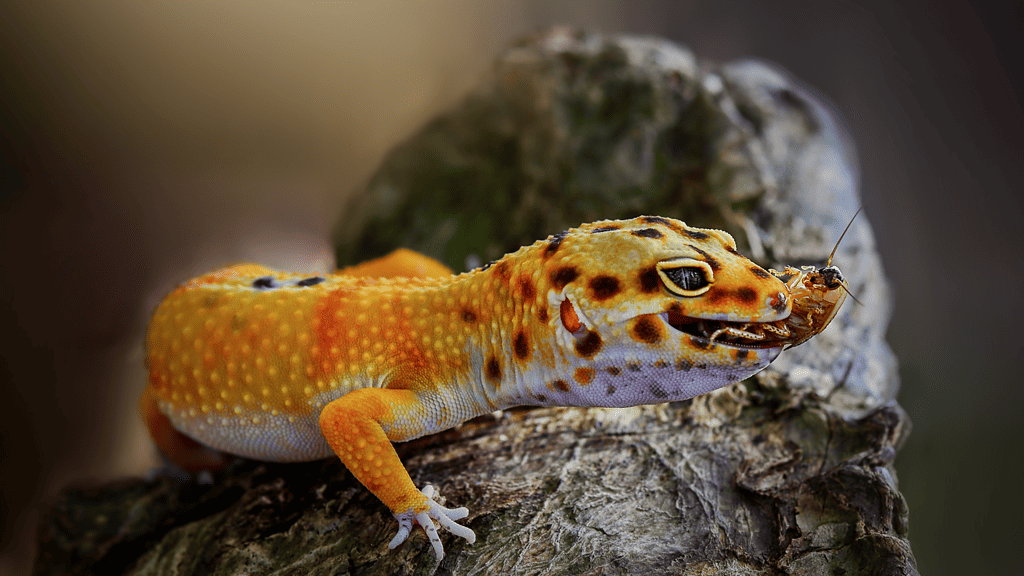 Are Leopard Geckos Sensitive to Sound?