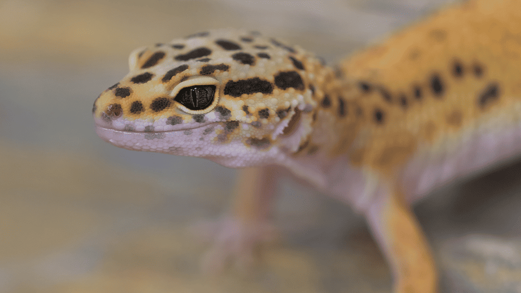 Why Do Leopard Geckos Chirp?