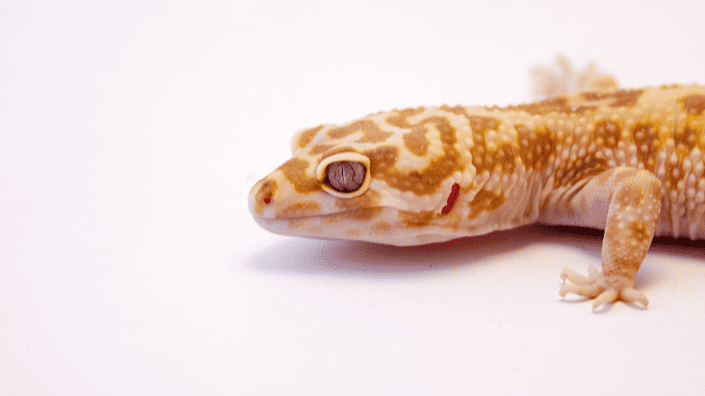 How Do Geckos Sleep?