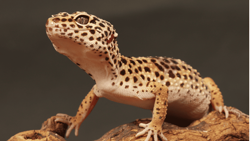 Are Leopard Geckos Sensitive to Light?
