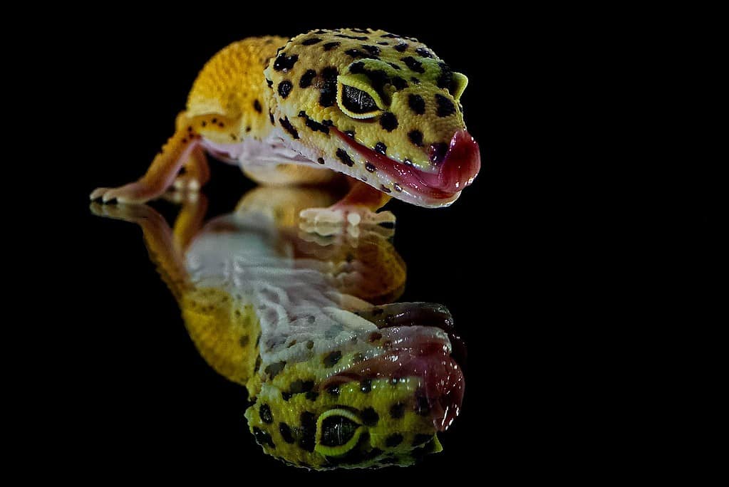 What Can Leopard Geckos Climb?