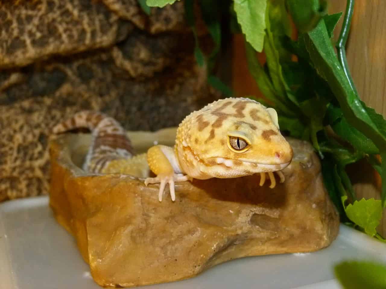 Do Geckos Require Ultraviolet Light?