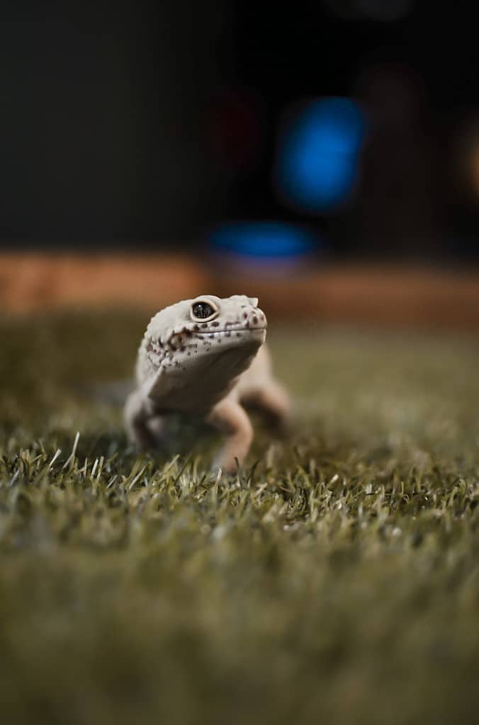 How Do I Keep My Leopard Gecko Entertained?