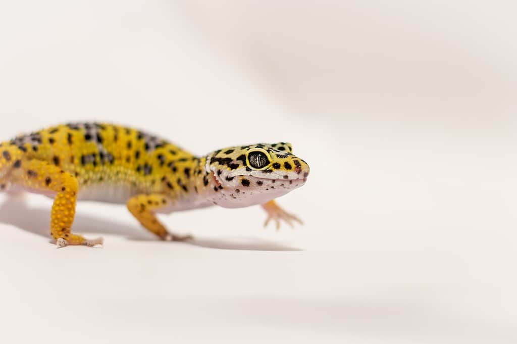 Are leopard geckos at Petco?