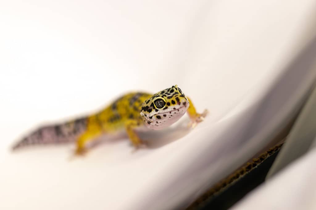 Are Male Leopard Geckos (Leos) Bigger Than Females?