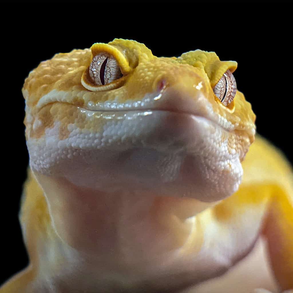 Are leopard geckos at Petco?