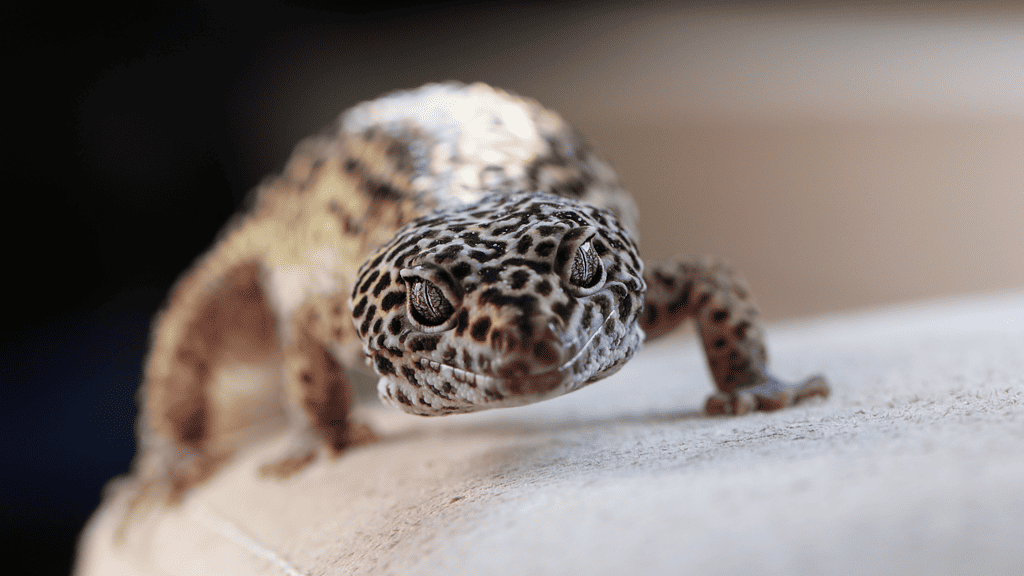How to Tell if Your Leopard Gecko Is Male or Female?
