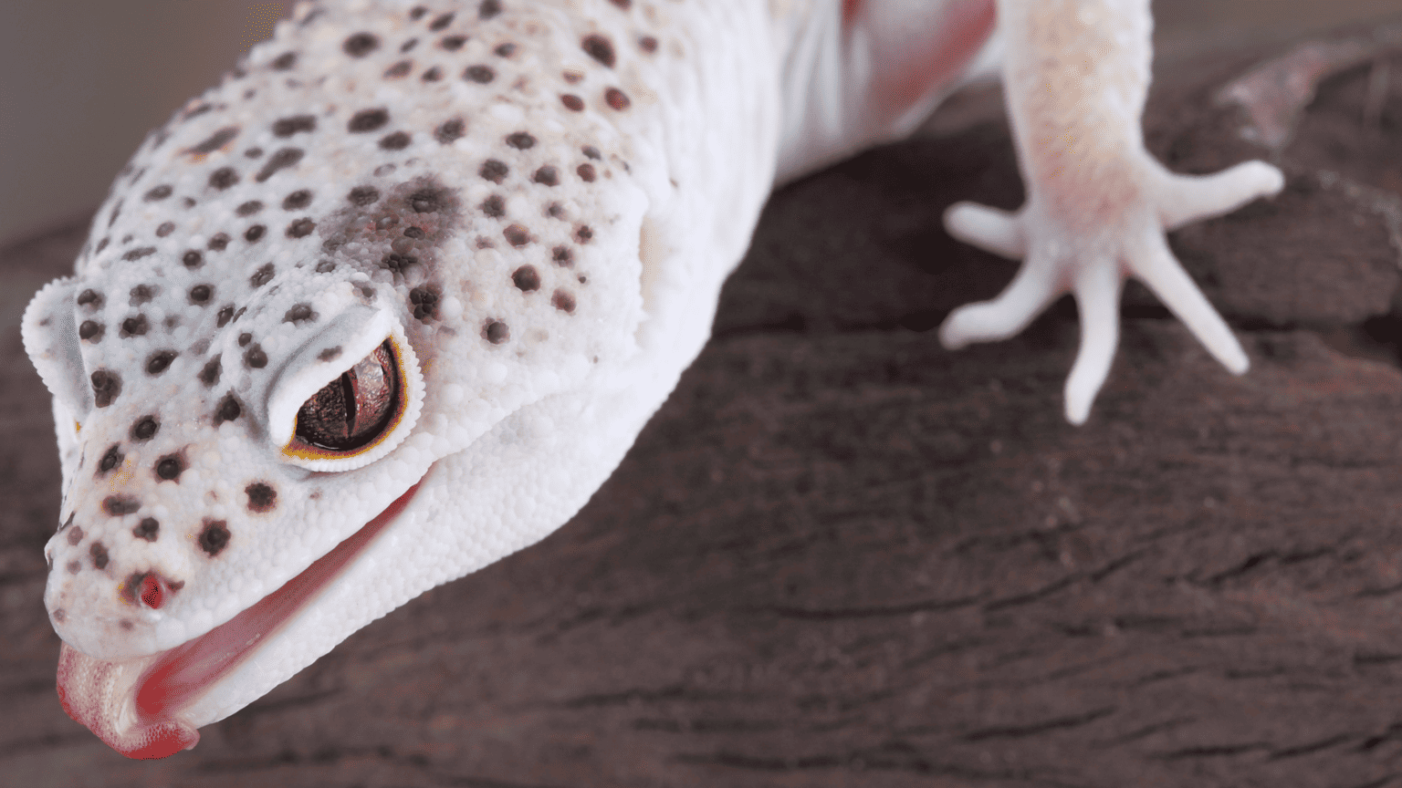Why Do Leopard Geckos Need Calcium?