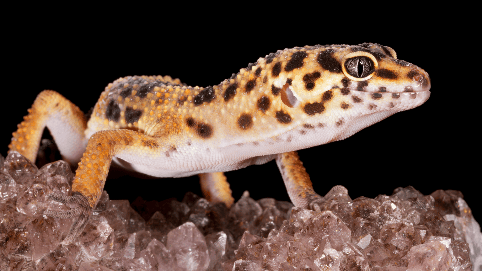 Why Do Leopard Geckos Need Calcium?