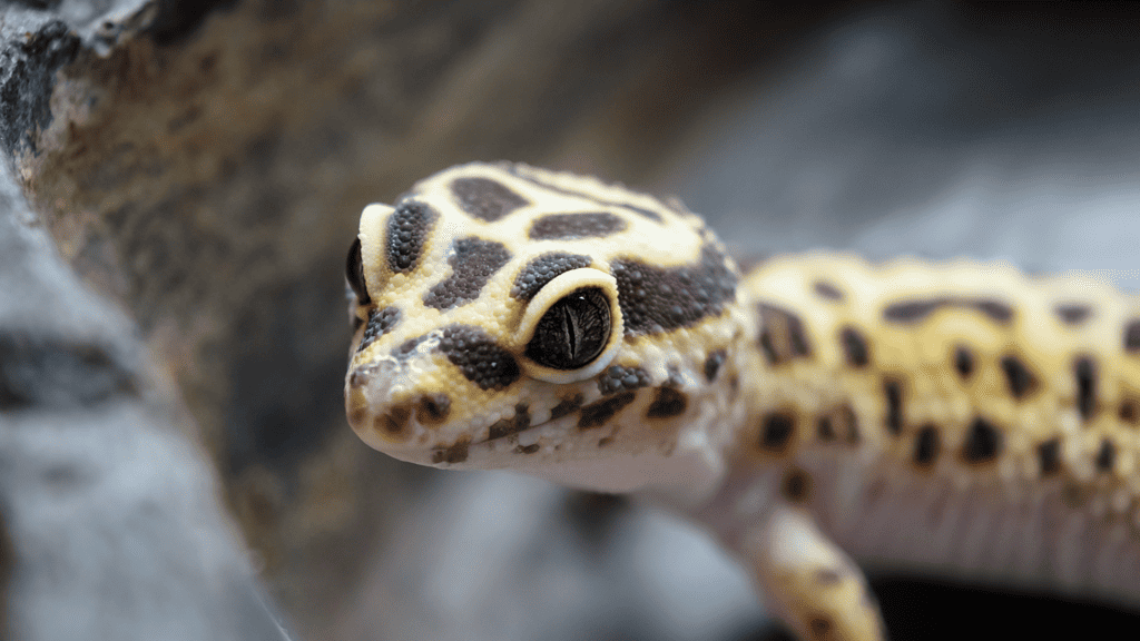What Is the Friendliest Pet Gecko?