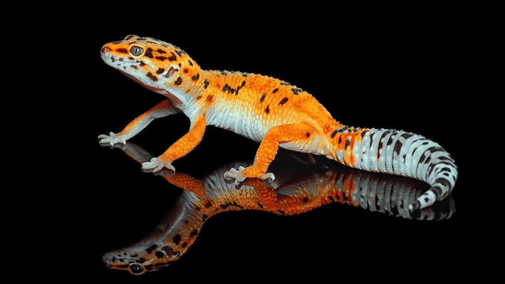 How Do I Know if My Leopard Gecko Is Happy or Sad?