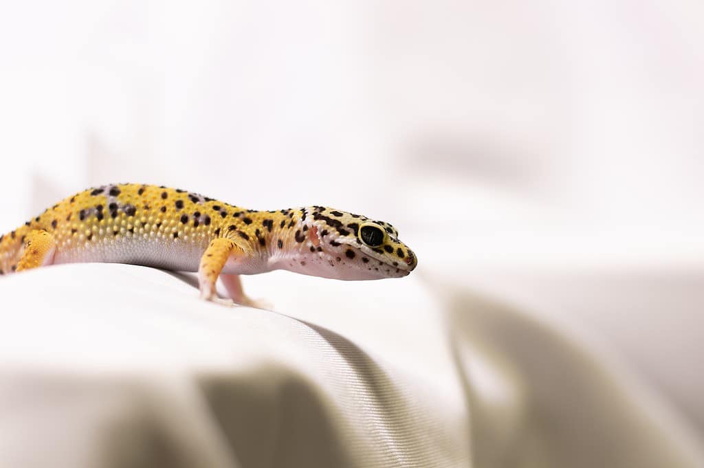 How Much Water Do Leopard Geckos Need?