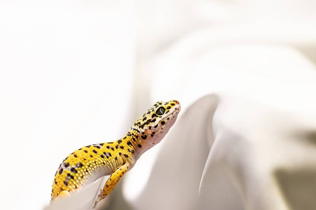 How Do Leopard Geckos Show Affection?