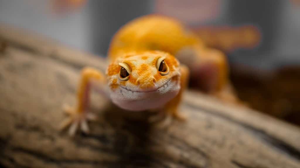 How Do Leopard Geckos Have Babies?