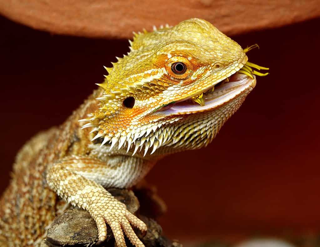 Are Bearded Dragons Difficult to Care For?
