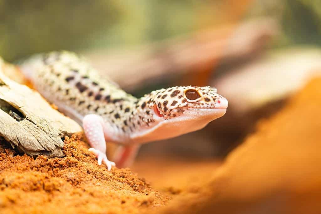 Why Do Leopard Geckos Bite?