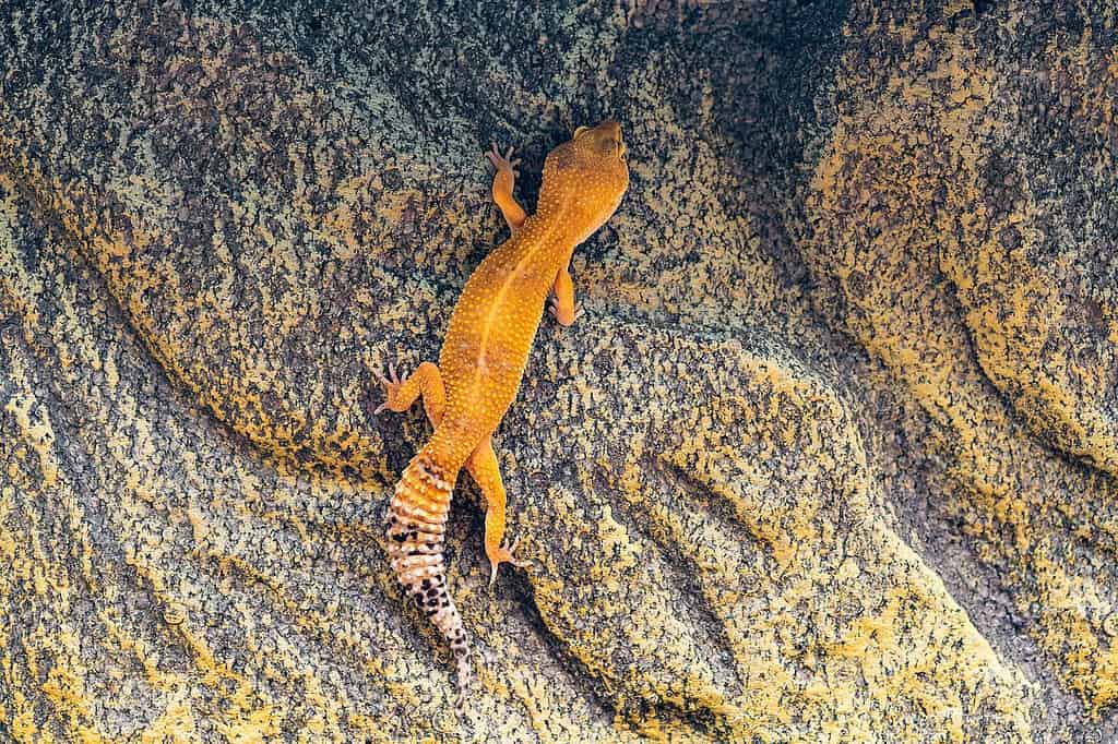 Why Do Leopard Geckos Bite?
