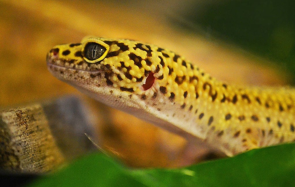 How often do you need to clean a leopard gecko tank?
