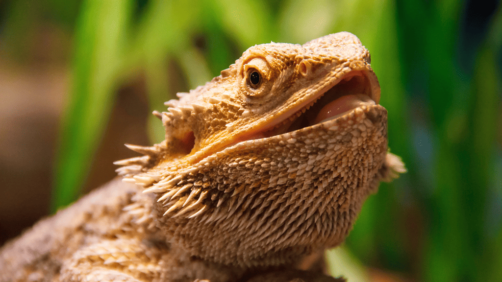 Do Bearded Dragons Change Their Colour?