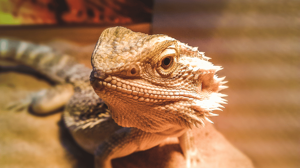 Do Bearded Dragons Change Their Colour?