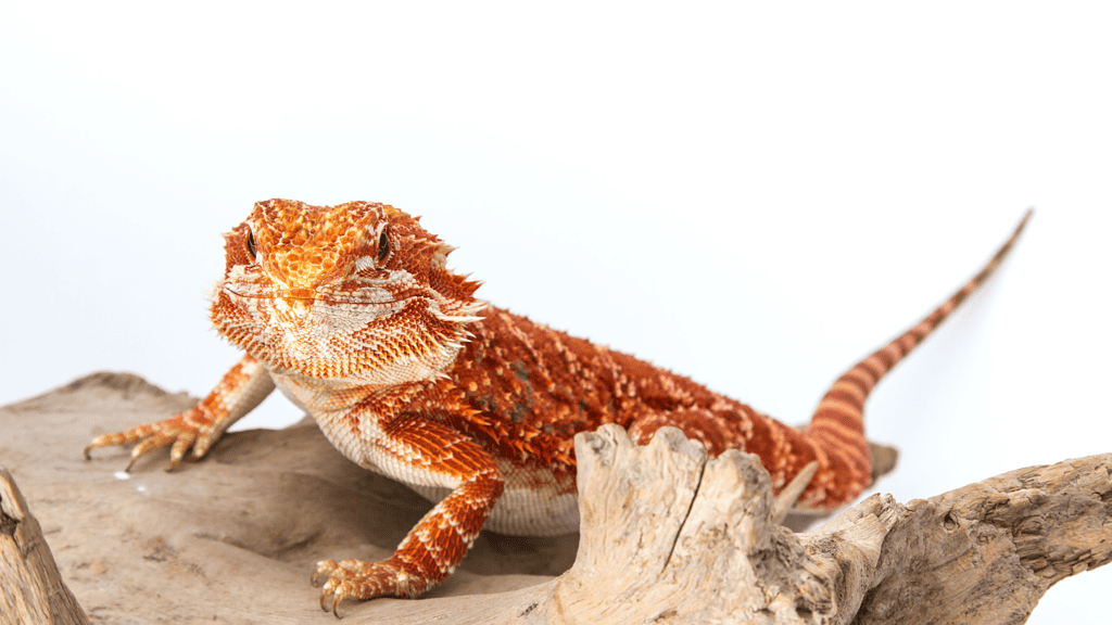 When Are Bearded Dragons Active?