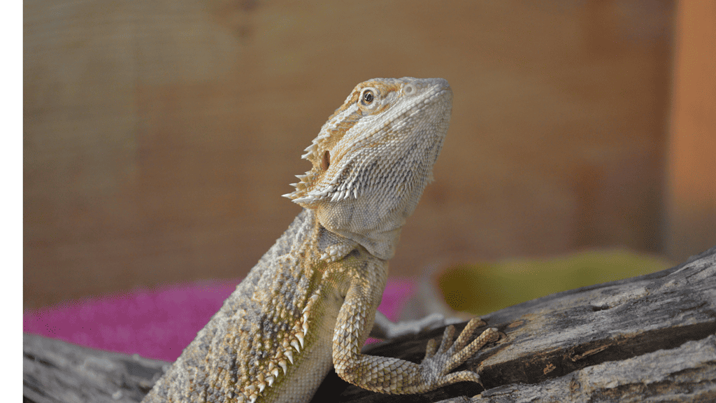 How Much Bearded Dragons Cost?