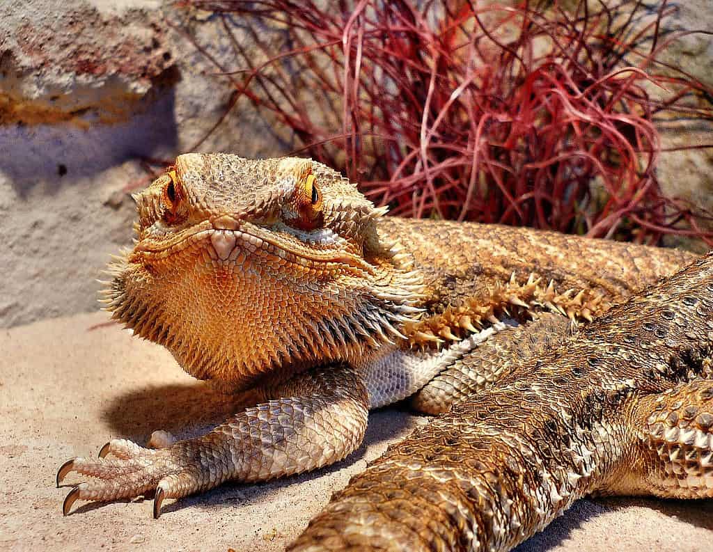 Are Bearded Dragons Colour Blind?
