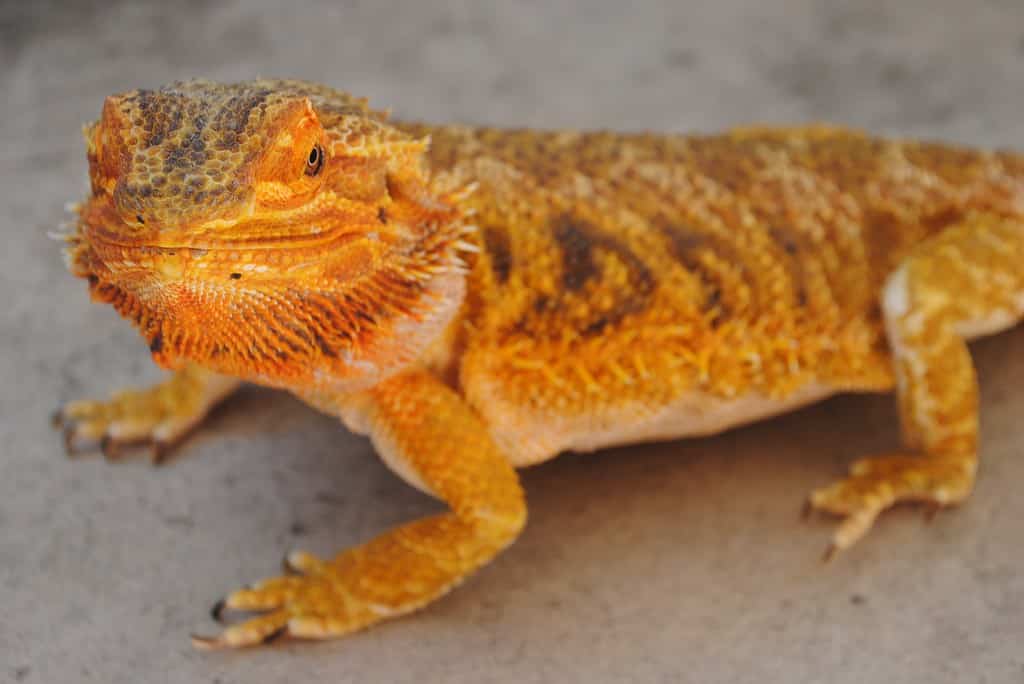 Are Bearded Dragons Exotic Pets?