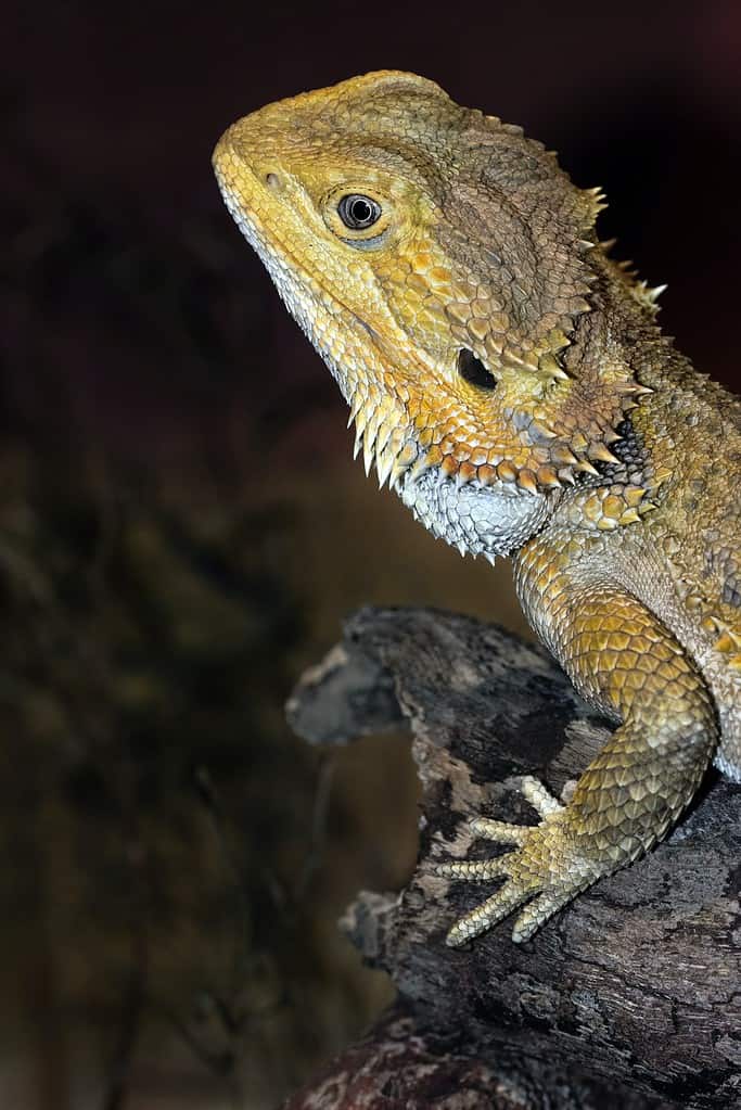 Are Bearded Dragons Social?